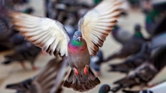 Eine Taube im Flug mit aufgespannten Flügeln